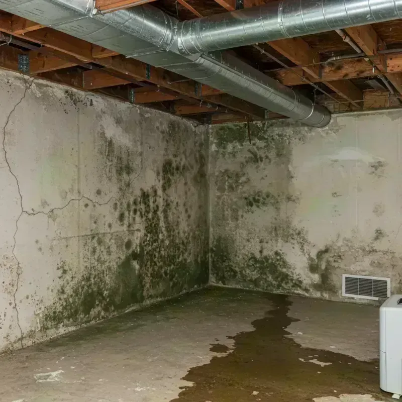 Professional Mold Removal in Clarkson, NY